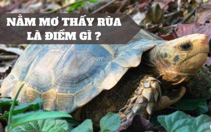 Nằm mơ thấy con rùa là điềm báo tốt hay xấu?